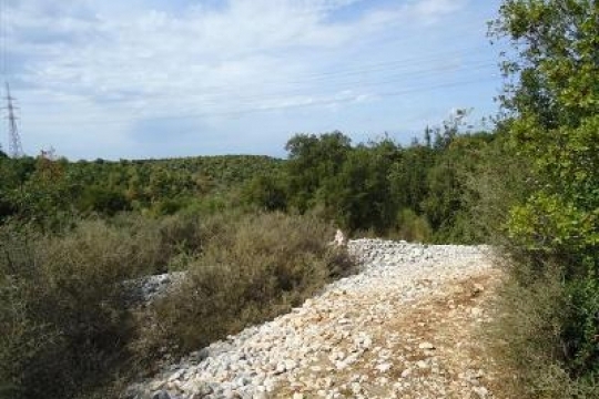 dreams-land-Batroun Assia Land zone 25-50 - olives tree